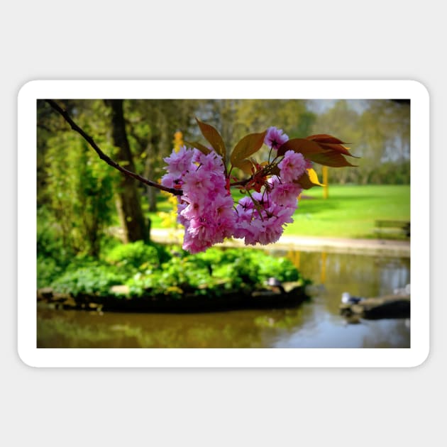 Collett Park Blossoms Sticker by JonDelorme